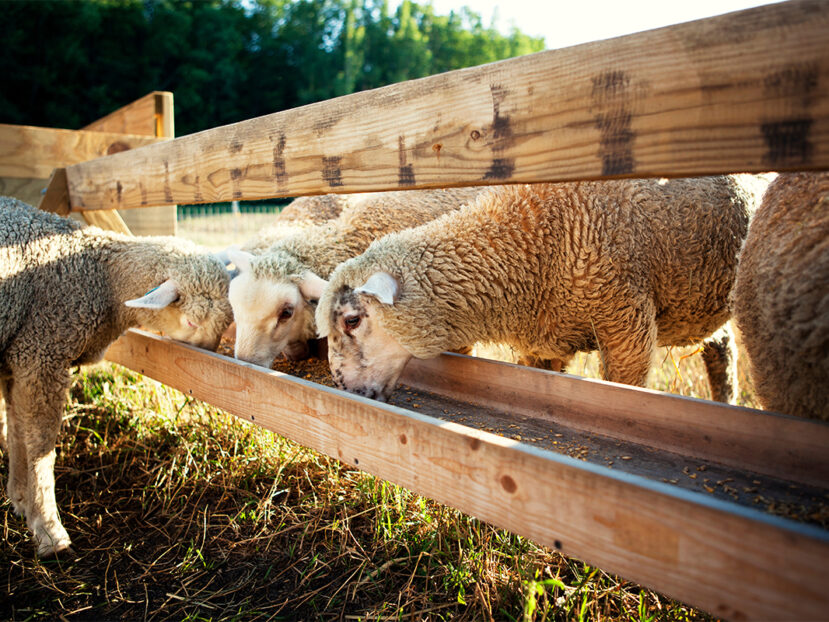 animal feed